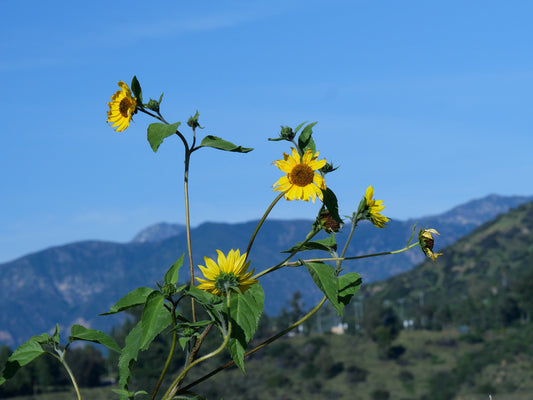 Travel Notes: San Francisco, San Luis Obispo & Los Angeles